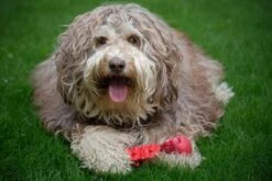 Kauwbot Hond Extra Sterk Kauwspeelgoed Melk Geur Smaak Honden Speelgoed - Rood Wit - Dutchwide -Huisdierbenodigdheden 1200x800 191