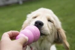 Kong Puppy - Hondenspeelgoed - Assorti - L -Huisdierbenodigdheden 1200x800 202