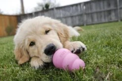 Kong Puppy - Hondenspeelgoed - Assorti - L -Huisdierbenodigdheden 1200x800 203