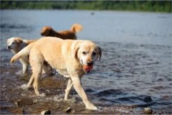 Chuckit! Ultra Bal - L - 7 Cm 26 Chuckit! Ultra Bal - L - 7 Cm -Huisdierbenodigdheden 1200x800 211