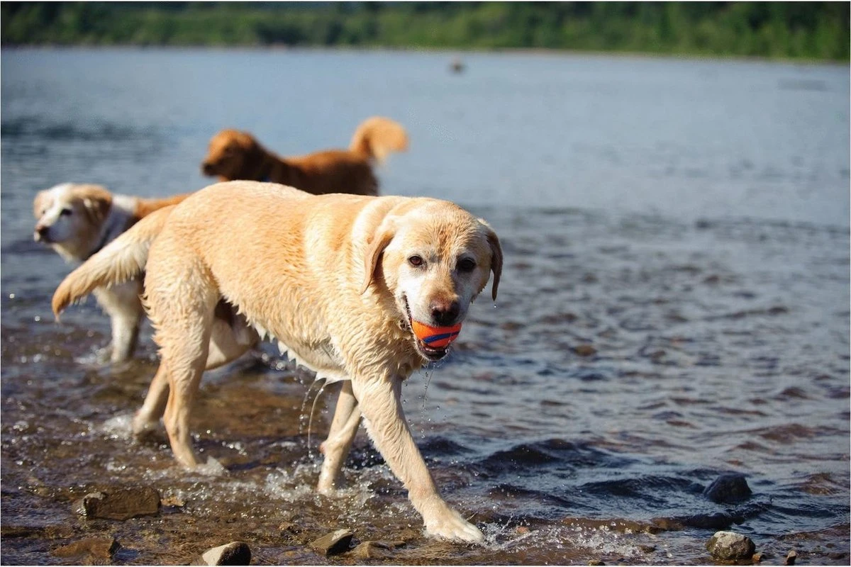 Chuckit! Ultra Bal - L - 7 Cm 10 Chuckit! Ultra Bal - L - 7 Cm - Afbeelding 10