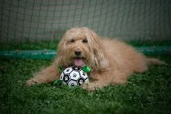 Honden Speelgoed Bal Voetbal Extra Sterk Met Handvaten Ball Hondenbal - 15 Cm - Dutchwide -Huisdierbenodigdheden 1200x800 212