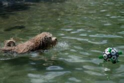 Honden Speelgoed Bal Voetbal Extra Sterk Met Handvaten Ball Hondenbal - 15 Cm - Dutchwide -Huisdierbenodigdheden 1200x800 214