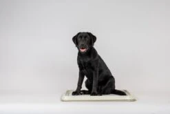 Easypets Puppy Training Pads - Zindelijkheidstraining - Hondentoilet - 60 X 60 Cm - 250 Stuks - INCL. PADHOUDER -Huisdierbenodigdheden 1200x800 22