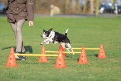 Trixie Dog Activity Hordenset - 3 ST 23 Trixie Dog Activity Hordenset - 3 ST -Huisdierbenodigdheden 1200x800 223