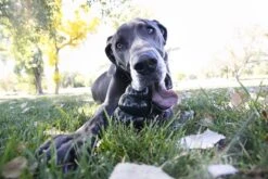 Kong Extreme - Hondenspeelgoed - Zwart - XL -Huisdierbenodigdheden 1200x800 243