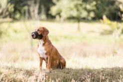 Trixie Muilkorf Polyester Met Gaas Inzet Zwart (M 19-26 CM) -Huisdierbenodigdheden 1200x800 27