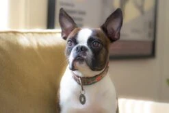 Dwam Halsband Janis Multi-Color - Hondenhalsband - 33-43x2.5 Cm -Huisdierbenodigdheden 1200x800 281