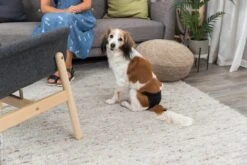 Trixie Loopsheidbroekje Zwart (L 50-59 CM) 14 Trixie Loopsheidbroekje Zwart (L 50-59 CM) -Huisdierbenodigdheden 1200x800 292