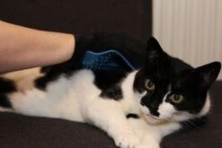 Merkloos Vachtverzorgingshandschoen 29 Merkloos Vachtverzorgingshandschoen -Huisdierbenodigdheden 1200x800 3