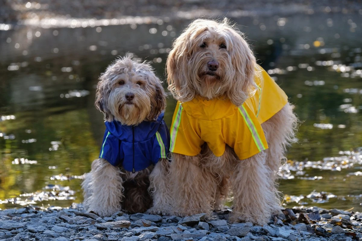 Regenjas Hond Maat XXL Hondenjas Jas Honden Puppy Hondenkleding - Geel - Dutchwide 9 Regenjas Hond Maat XXL Hondenjas Jas Honden Puppy Hondenkleding - Geel - Dutchwide - Afbeelding 9