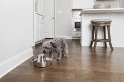 PetSafe® Seaside Stainless Steel Pet Fountain - RVS Drinkfontein Voor Katten En Kleine Honden - Water Borrelt Zacht Over De Toren - Door Het Design Van Alle Kanten Bereikbaar - 1,8 Liter - PetSafe Seaside -Huisdierbenodigdheden 1200x800 318