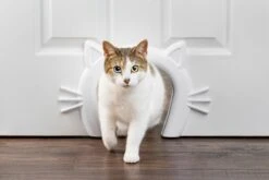 PetSafe Staywell® Cat Corridor - Kattendoorgang Voor Binnenshuis - Overschilderbaar Design - Voor Katten Tot 9 Kg - Staywell Cat Corridor 13 PetSafe Staywell® Cat Corridor - Kattendoorgang Voor Binnenshuis - Overschilderbaar Design - Voor Katten Tot 9 Kg - Staywell Cat Corridor -Huisdierbenodigdheden 1200x800 343