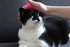 Merkloos Vacht Verzorgingsborstel Voor Hond En Kat (willekeurige Kleur) - Kattenborstel - Hondenborstel - Verstelbaar -Huisdierbenodigdheden 1200x800 374