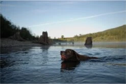 Chuckit! Ultra Bal - L - 7 Cm 21 Chuckit! Ultra Bal - L - 7 Cm -Huisdierbenodigdheden 1200x802 10