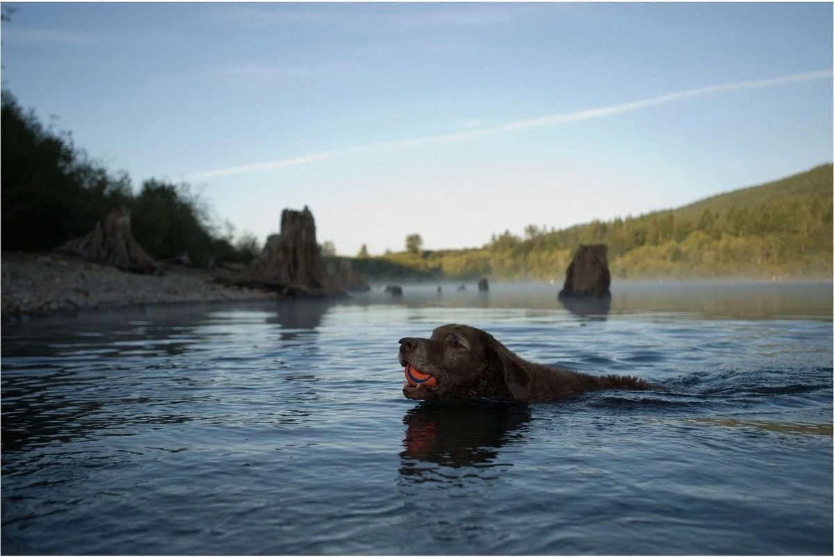 Chuckit! Ultra Bal - L - 7 Cm 5 Chuckit! Ultra Bal - L - 7 Cm - Afbeelding 5