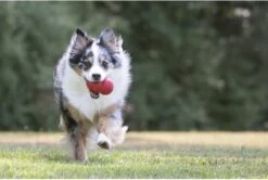 Kong Kauwbot - Hondenspeelgoed - Rood - S -Huisdierbenodigdheden 1200x806 6