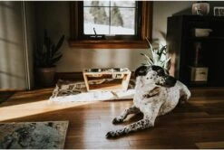 Verhoogde Voerbak Hond Met Standaard - RVS - Bamboe - Waterbak - Etensbak - Inhoud 1100ml & 900ml - Ergonomisch - Hout -Huisdierbenodigdheden 1200x807 2