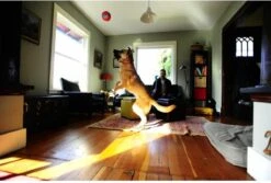 Chuckit! Chuckit Indoor Ball -Huisdierbenodigdheden 1200x811 5