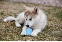 Puppy Kong - Small - Hondenspeeltje - Honden - Speelgoed - Pup -Huisdierbenodigdheden 1200x815 9