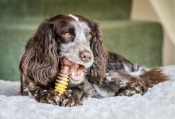 Nylabone Extreme Kauwbot Met Rund- En Kaassmaak - Voor Krachtige Kauwers - In S/M/XL - X-Large -Huisdierbenodigdheden 1200x823 2