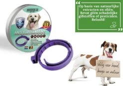 Vlooienband Voor Honden - Paars - 100% Natuurlijk - Vlooien En Teken - Geschikt Voor Alle Honden - Anti Allergie - Zonder Pesticiden 10 Vlooienband Voor Honden - Paars - 100% Natuurlijk - Vlooien En Teken - Geschikt Voor Alle Honden - Anti Allergie - Zonder Pesticiden -Huisdierbenodigdheden 1200x841 2