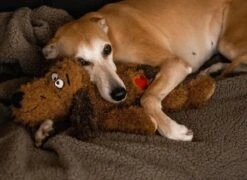 Merkloos Hondenknuffel - Puppyknuffel Met Hartslag - Knuffel Met Hartslag - Antistress Hond - Hondenspeelgoed 15 Merkloos Hondenknuffel - Puppyknuffel Met Hartslag - Knuffel Met Hartslag - Antistress Hond - Hondenspeelgoed -Huisdierbenodigdheden 1200x875 2