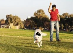 Kong Extreme -Huisdierbenodigdheden 1200x881 4