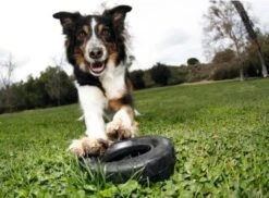 Kong Traxx Hondenspeelgoed - Rubber - M/L- Zwart -Huisdierbenodigdheden 1200x886 4