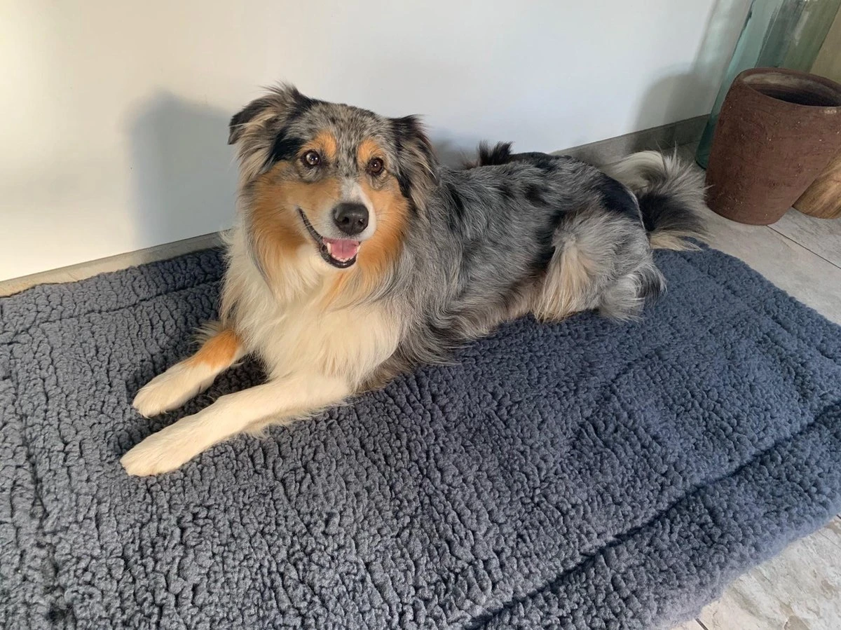 HuggleHounds - Wasbare Fleece Hondenmat Van Lamswol Voor Benches Of Als Los Kussen - In Naturel Of Grijs - S/M/L/XL/XXL - Grijs - S 5 HuggleHounds - Wasbare Fleece Hondenmat Van Lamswol Voor Benches Of Als Los Kussen - In Naturel Of Grijs - S/M/L/XL/XXL - Grijs - S - Afbeelding 5