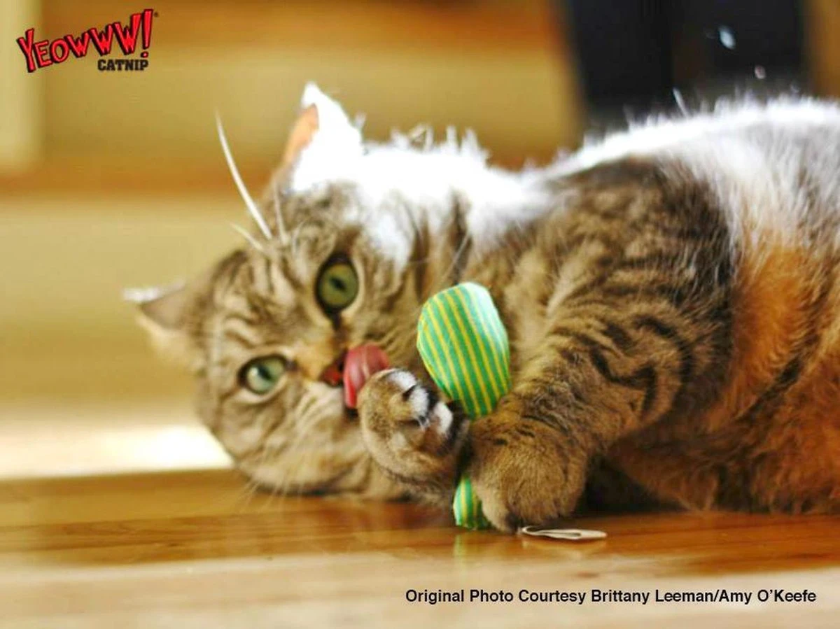 Yeowww! Stinkies Sardientje - Rood Met Sterren - 7.5 Cm - Catnip Kattenkruid ( Kattenspeeltjes ) 3 Yeowww! Stinkies Sardientje - Rood Met Sterren - 7.5 Cm - Catnip Kattenkruid ( Kattenspeeltjes ) - Afbeelding 3