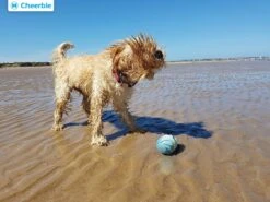 Cheerble Wicked Ball W1| Blauw| Zelf Rollende Bal Voor Honden | 3 Automatische Speelmodi | Interactief En Intelligentie Hondenspeelgoed | Hondenspeeltje| USB Oplaadbaar -Huisdierbenodigdheden 1200x900 32