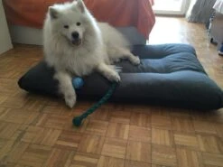 Hondenkussen XL - Donkergrijs - 60 X 90 X 12 14 Hondenkussen XL - Donkergrijs - 60 X 90 X 12 -Huisdierbenodigdheden 1200x900 38