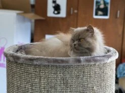 Petrebels Dome 80 Krabton Voor Katten -Cappuccino - Ø 45 X 80 Cm - Stabiel -Huisdierbenodigdheden 1200x900 67