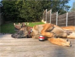 RelaxoPet Pro Dog – Dieren Antistressmiddel – Anti-stress Hond – Ontspanningsmuziek – Ontspanning Voor Hond -Huisdierbenodigdheden 1200x902 4