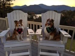 Honden Bandana - 4 Verschillende Kleuren - 4 Stuks In 1 Verpakking -Hond Halsband Zakdoek - Honden Slabber - Halsdoek Voor Dieren - Grote Honden Bandana - Honden Halsband Sjaal - Zwart Blauw Rood Groen - -Huisdierbenodigdheden 1200x904 16