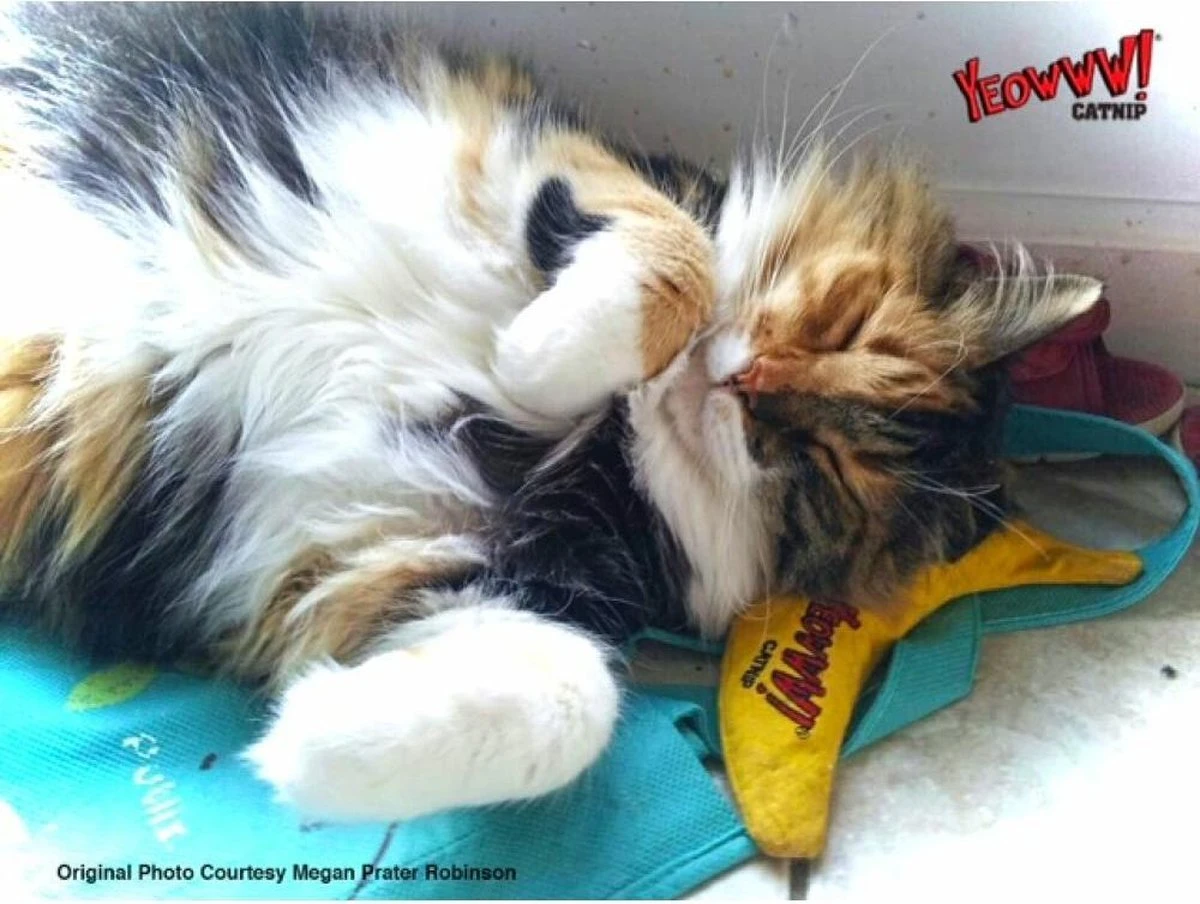 Yeowww! Chicata Banana - Speeltje Voor Katten Met Kattenkruid - De Meest Krachtige Catnip Ter Wereld – Onweerstaanbaar – Katoen – 17.7 Cm - Geel 4 Yeowww! Chicata Banana - Speeltje Voor Katten Met Kattenkruid - De Meest Krachtige Catnip Ter Wereld – Onweerstaanbaar – Katoen – 17.7 Cm - Geel - Afbeelding 4