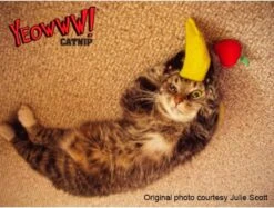 Yeowww! Chicata Banana - Speeltje Voor Katten Met Kattenkruid - De Meest Krachtige Catnip Ter Wereld – Onweerstaanbaar – Katoen – 17.7 Cm - Geel 11 Yeowww! Chicata Banana - Speeltje Voor Katten Met Kattenkruid - De Meest Krachtige Catnip Ter Wereld – Onweerstaanbaar – Katoen – 17.7 Cm - Geel -Huisdierbenodigdheden 1200x907 12