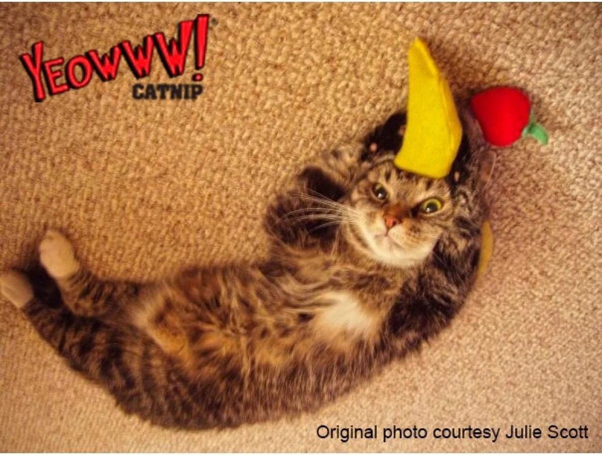 Yeowww! Chicata Banana - Speeltje Voor Katten Met Kattenkruid - De Meest Krachtige Catnip Ter Wereld – Onweerstaanbaar – Katoen – 17.7 Cm - Geel 5 Yeowww! Chicata Banana - Speeltje Voor Katten Met Kattenkruid - De Meest Krachtige Catnip Ter Wereld – Onweerstaanbaar – Katoen – 17.7 Cm - Geel - Afbeelding 5