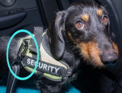 Doggz - Autogordel Hond - Nieuw Past In Alle Auto's Door Kliksysteem En Haak - Extra Stevig - Hondengordel Voor Auto - Honden Autogordel -Huisdierbenodigdheden 1200x913 2