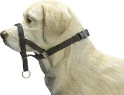 Beeztees Dog Control - Halsband Hond - Zwart - M