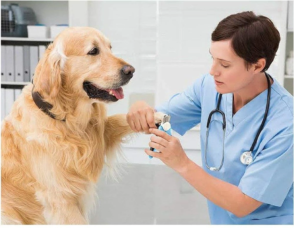 Woodoro Nagelknipper Nagelvijl Nagelschaar Voor Hond En Kat - Incl. Veiligheidsstop 5 Woodoro Nagelknipper Nagelvijl Nagelschaar Voor Hond En Kat - Incl. Veiligheidsstop - Afbeelding 5