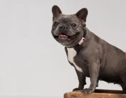 TICKLESS Teek En Vlo Afweer MINI HOND - GOUD (oplaadbare Versie Die Extra Lang Meegaat) -Huisdierbenodigdheden 1200x937 1