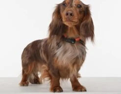 TICKLESS Teek En Vlo Afweer MINI HOND - GOUD (oplaadbare Versie Die Extra Lang Meegaat) -Huisdierbenodigdheden 1200x937 2