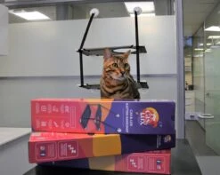 Cas & Lux Relaxerende Hangmat Voor Katten - Inclusief 2 Niveau's Met Sterke 30kg Draagkracht - Kattenhangmat - Kattenhangmat Raam – Kattenmand - Kattenhuis - Kattenkussen - Hangmat Kat - Kattenbed -Huisdierbenodigdheden 1200x959 5