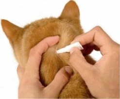 Frontline Combo Anti Vlooienmiddel En Tekenmiddel Kat - 3 Pipetten 19 Frontline Combo Anti Vlooienmiddel En Tekenmiddel Kat - 3 Pipetten -Huisdierbenodigdheden 1200x989 6