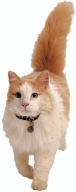 Petsafe 980 Kattenluik Magneetsleutel - Zilver -Huisdierbenodigdheden 478x1200 3