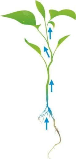 Cat's Best Sensitive - Kattenbakvulling - 20 L -Huisdierbenodigdheden 574x1200 5