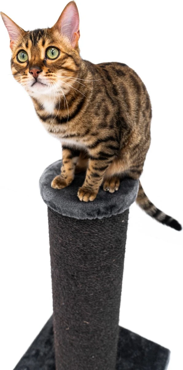 Petrebels Savannah 86 Krabpaal - Pepper - 20 Cm Stam - Zwaar En Stabiel 7 Petrebels Savannah 86 Krabpaal - Pepper - 20 Cm Stam - Zwaar En Stabiel - Afbeelding 7