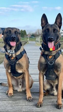 Always Prepared © Pro K9 Hondentuig - Anti Trek - Y Tuig - Middel En Grote Hond - Veiligheidstuig -Huisdierbenodigdheden 675x1200 3